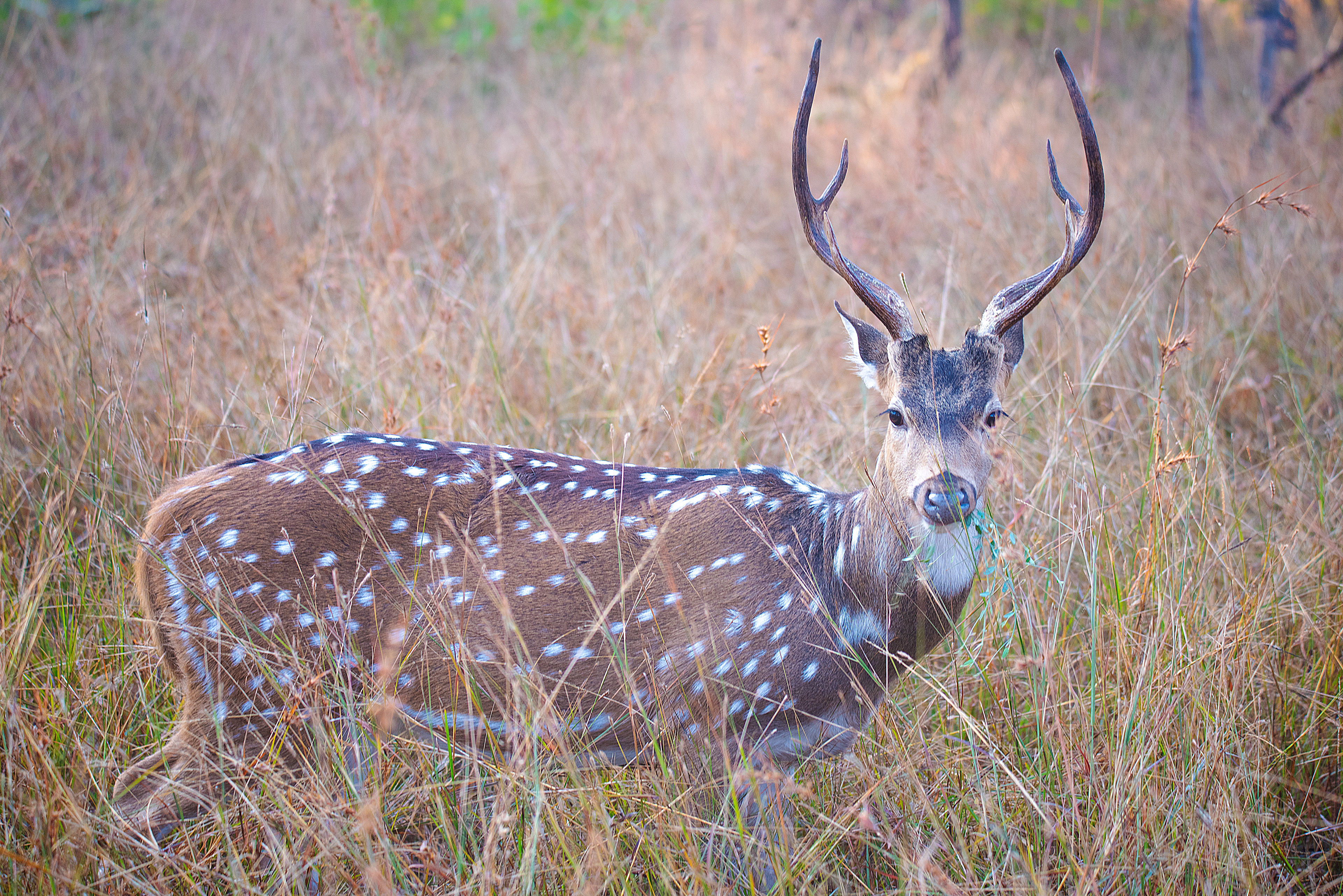 Spotted Deer