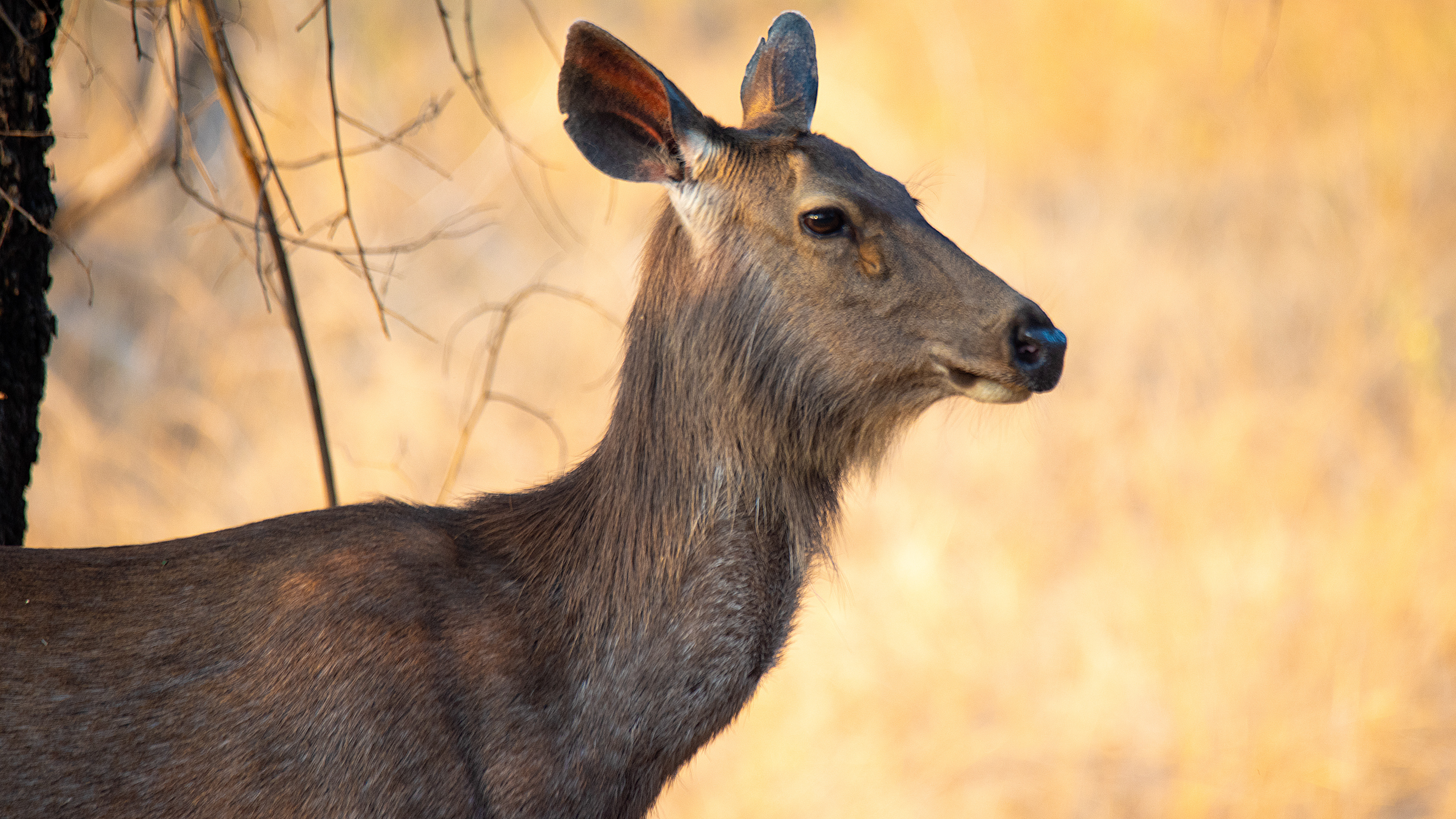 Sambar Deer