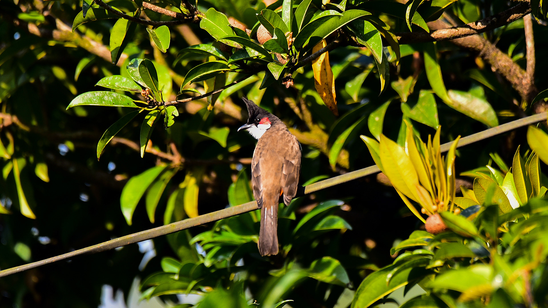 Red-whiskered Bulbul