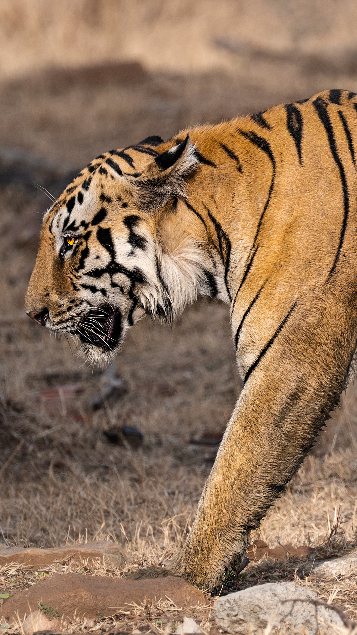 Clooarwala, Tadoba, India