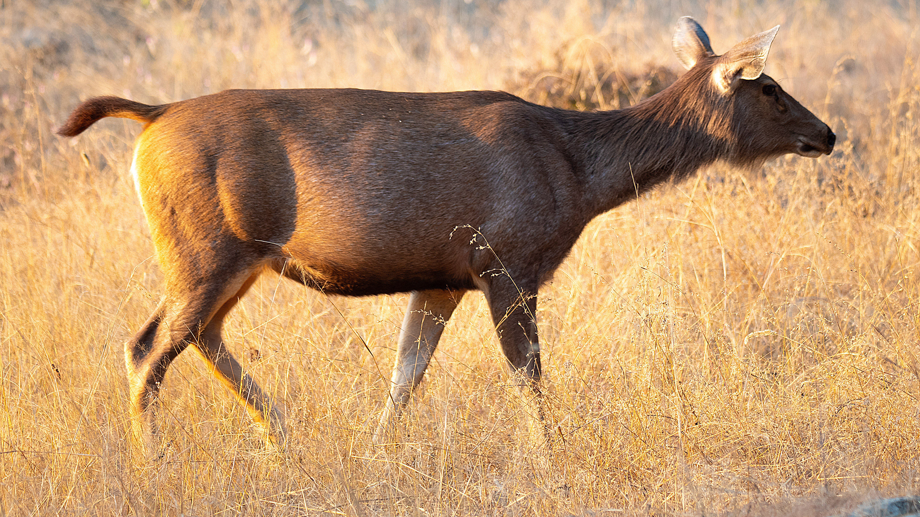 Sambar Deer