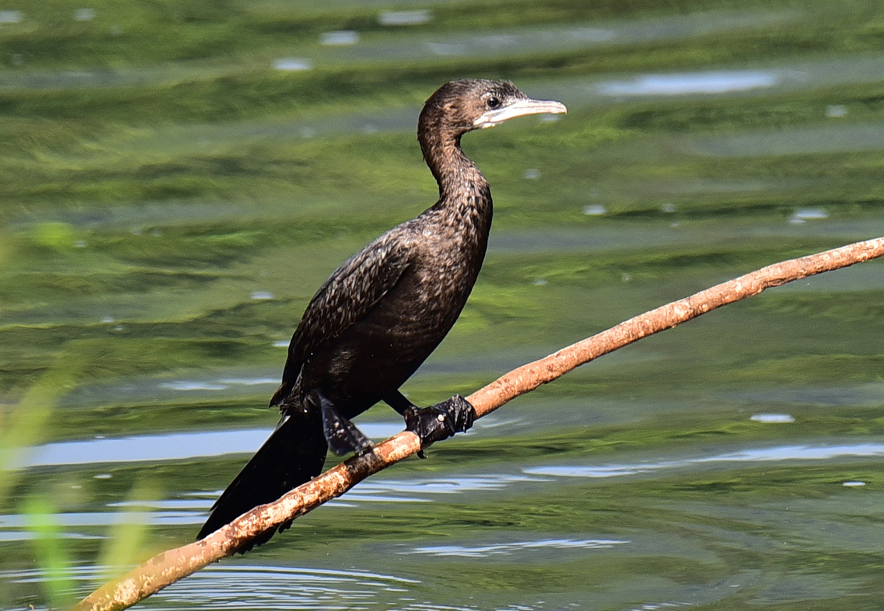 Little Cormorant