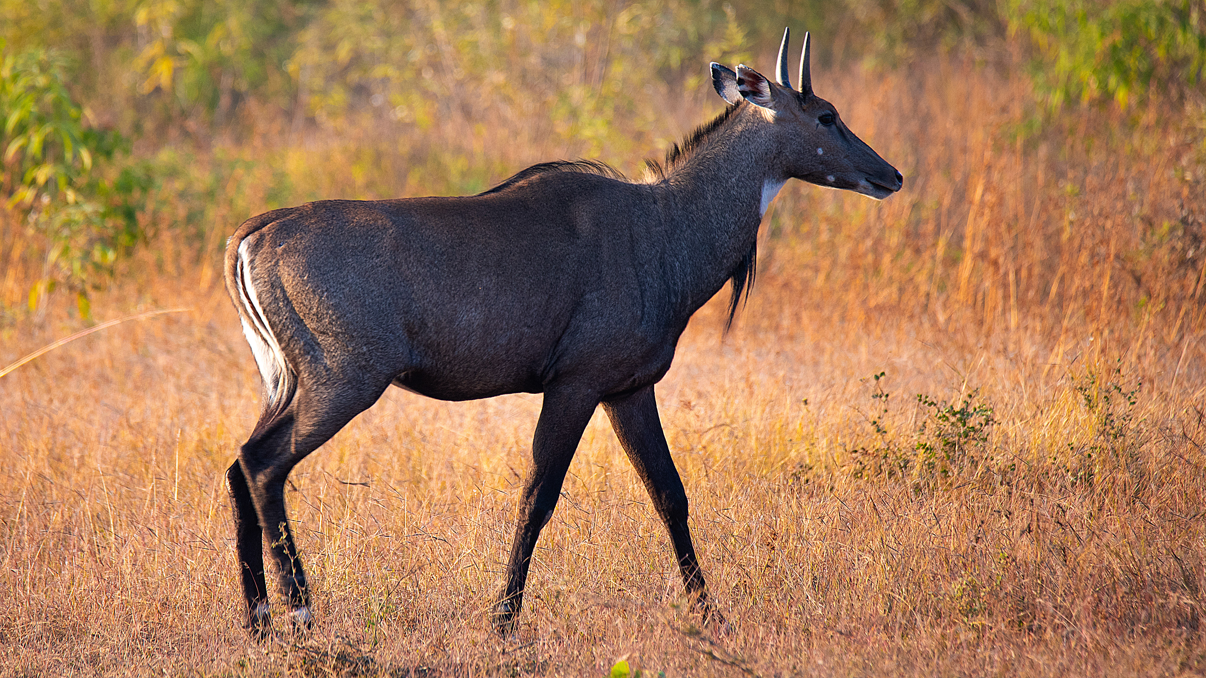Nilgai