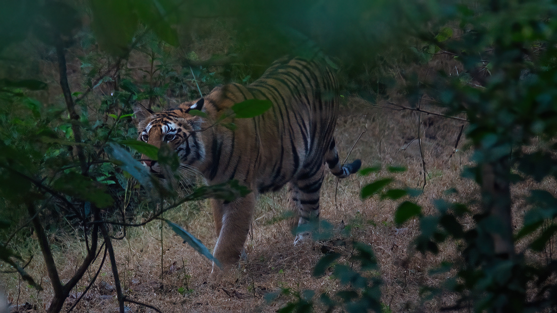 Tiger- Panna T151-41