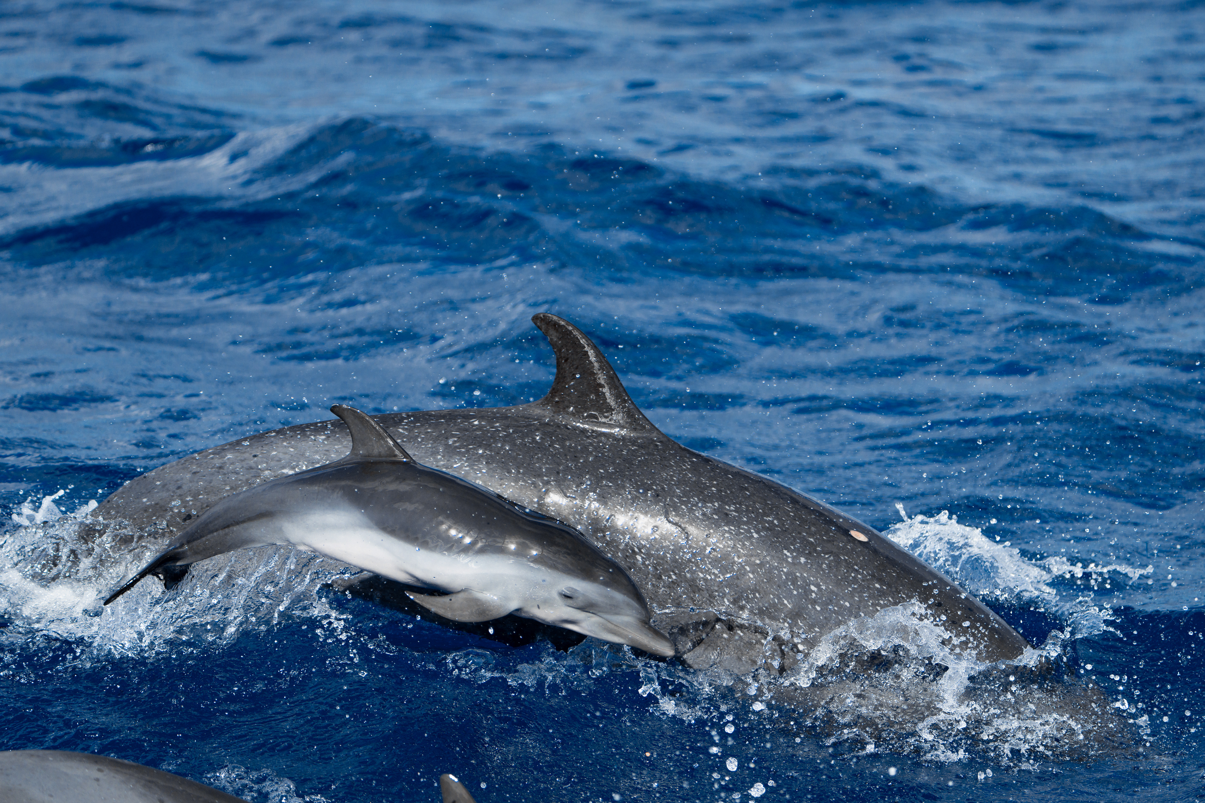 Pantropical spotted dolphins (Stenella attenuata), a newborn calf swimming closely alongside its mother, still plump from birth, Caribbean Sea, Martinique, March 31, 2025. © Theo Stora