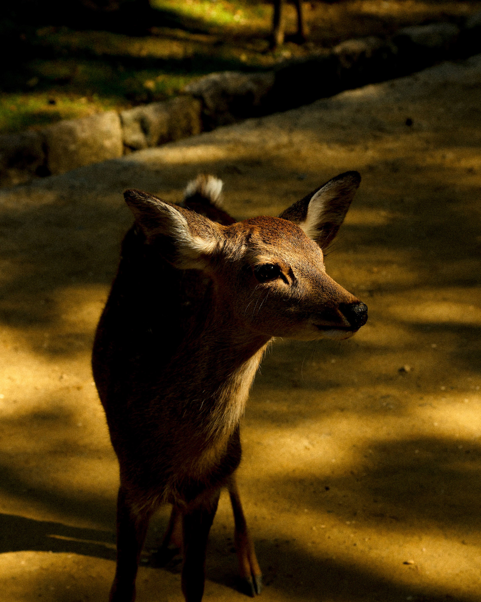Nara/IGLTA/Visit Japan 2024