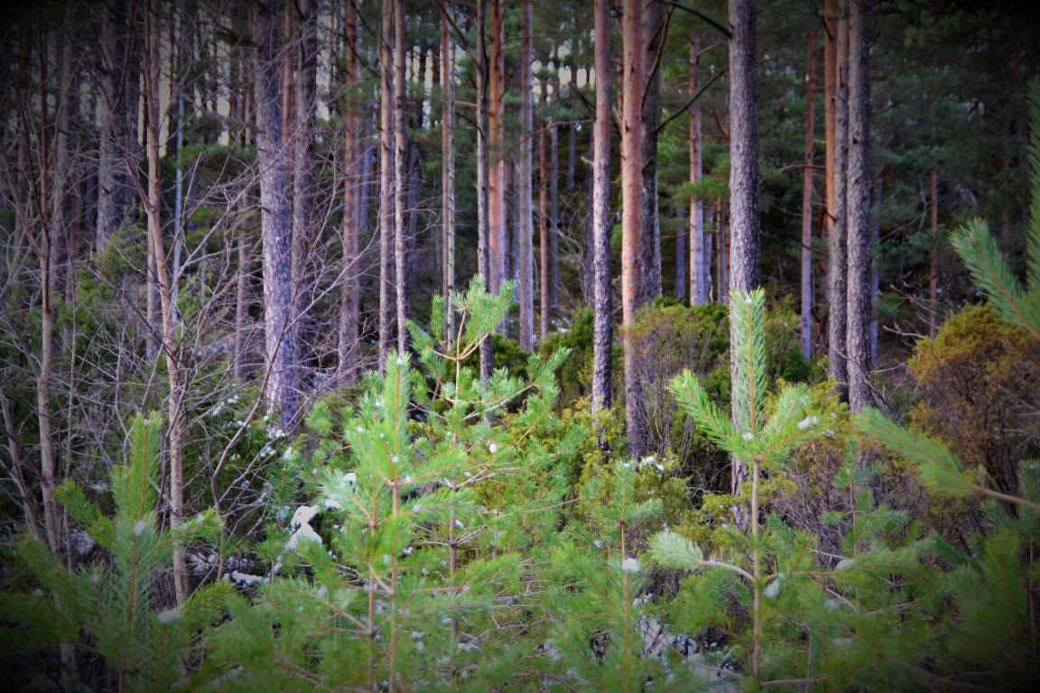 Furuskog med to aldersklassar (hogstklassar).