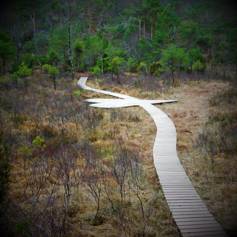 Midt utpå ei dau og plantefattig myr finn du det, sjølvaste HJARTA. Men sjå den fantastiske grøne småskogen bakom! Februar 2023.