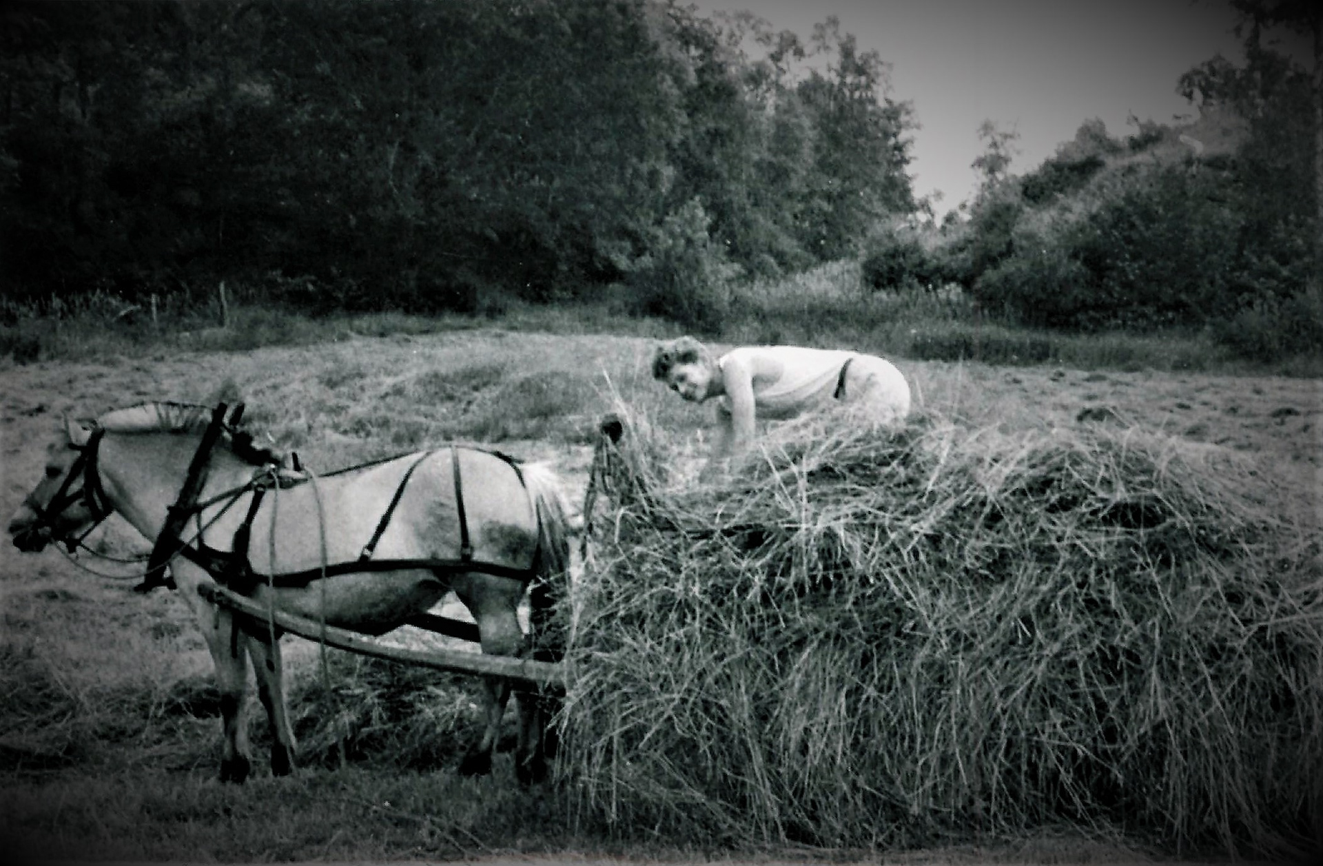 Broder Torvald trakkar lasset på 1960-talet. Arne køyrer og fotograferer.