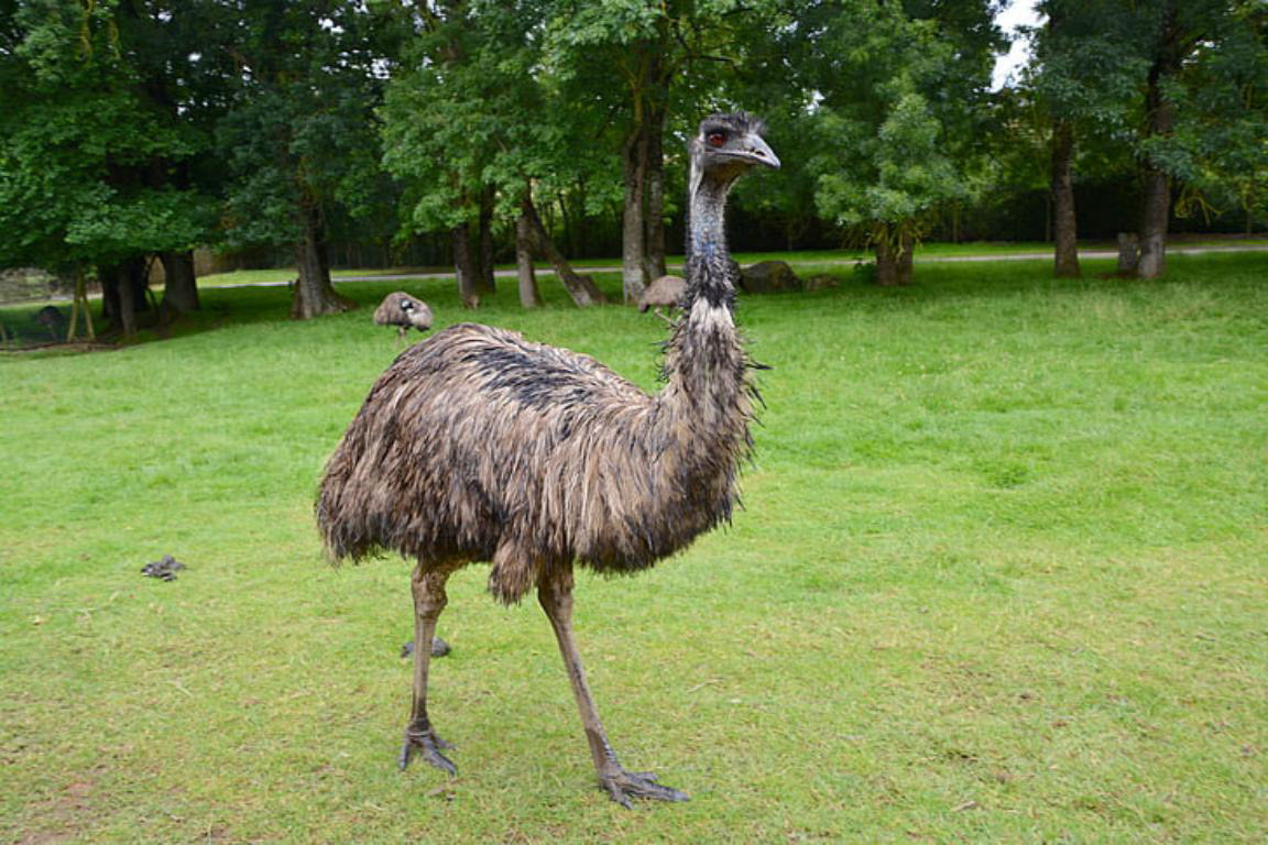 Emu.