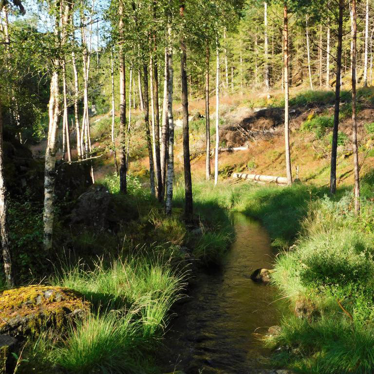 Ein roleg og fin detalj på slutten av NATURSTIEN, mot slutten av etappe 3. August 2022.