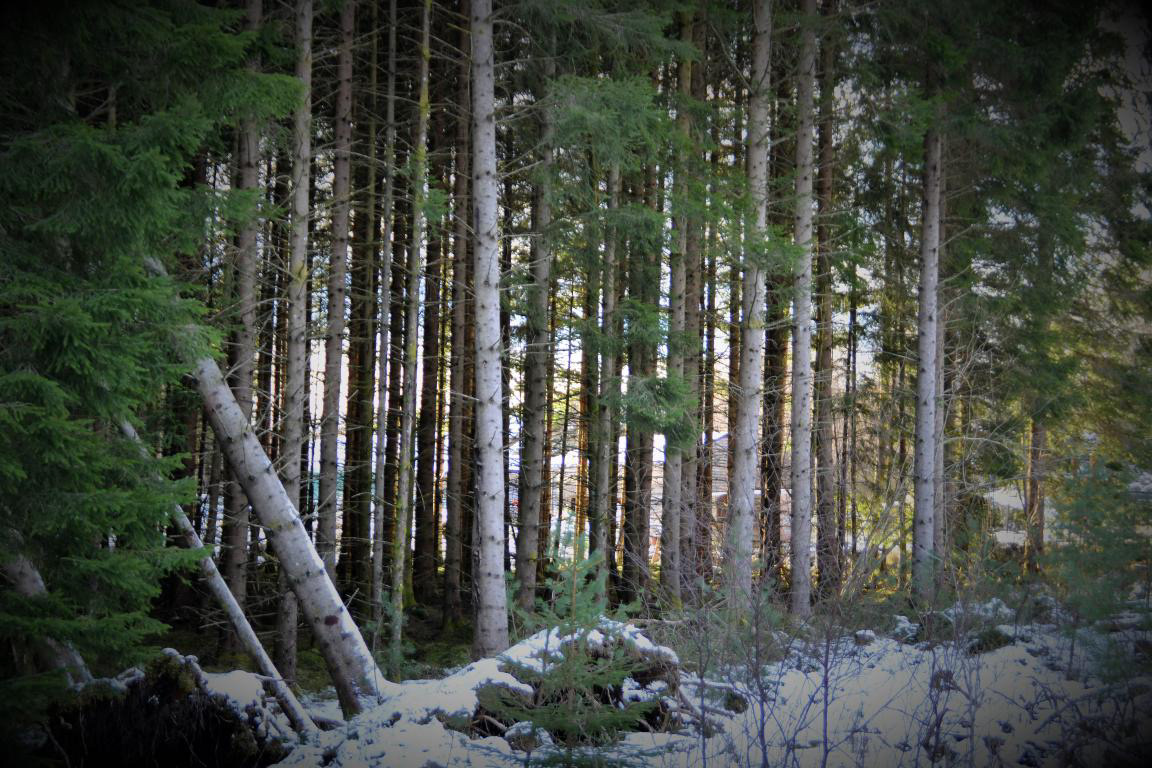 Granskog er det planta mykje av i FATLANDSKOGEN.