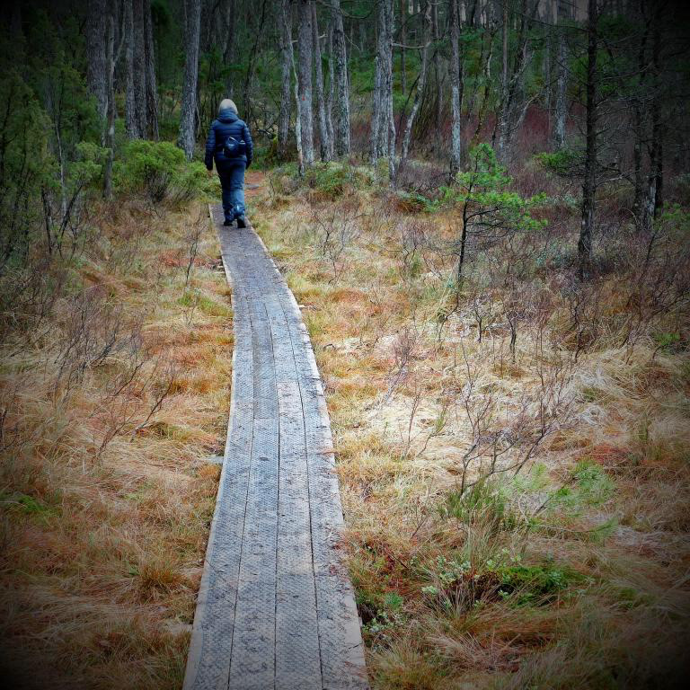 Netting oppå kloppene gjer at du ikkje sklir og brekker lårhalsen. Februar 2023.