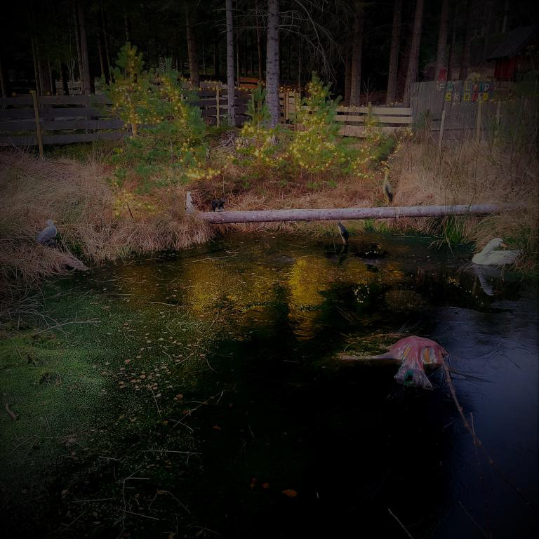 I dammen ser det ut til at både nøkken, fuglar og dyr kosar seg i førjulstida. Foto: Hildegunn Ruud.