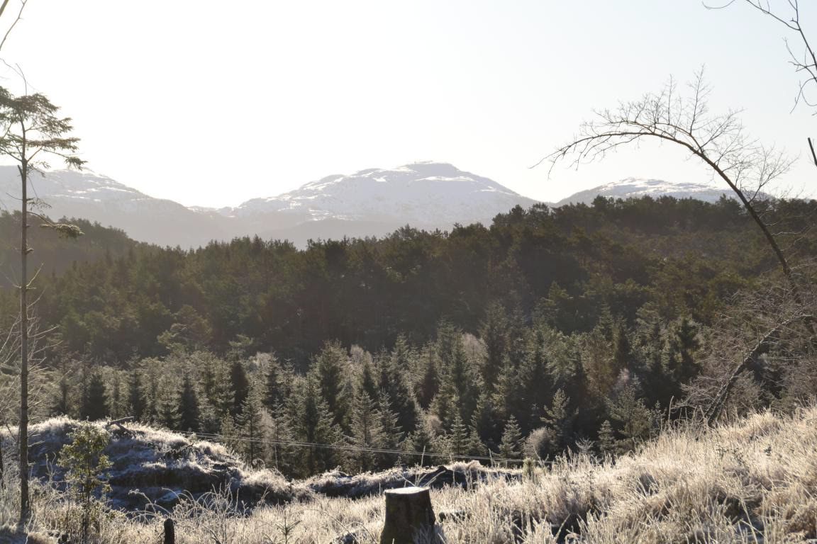 Eit perfekt felt med unggran fremst, furuskog i midten, og Skånevikfjella bakom.