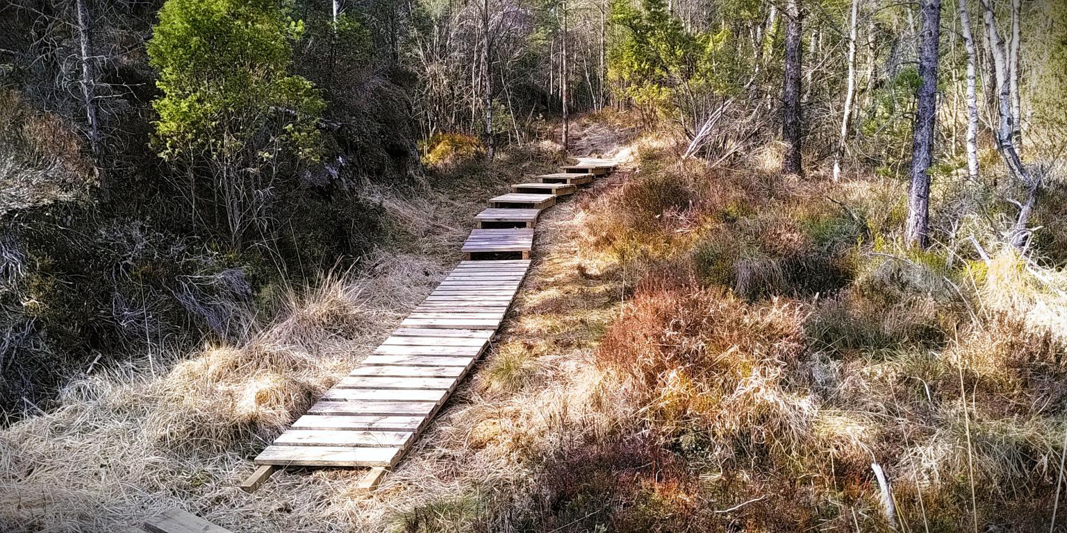 Flotte lange klopper har Kjell Rune laga til på fuktige plassar.