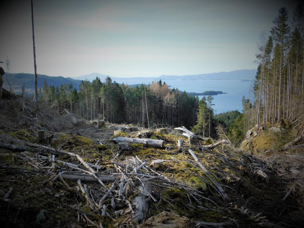 Stien kjem oppover i søkket til høgre i bildet.