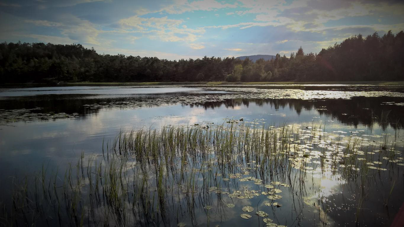 Idyllisk sommarkveld.