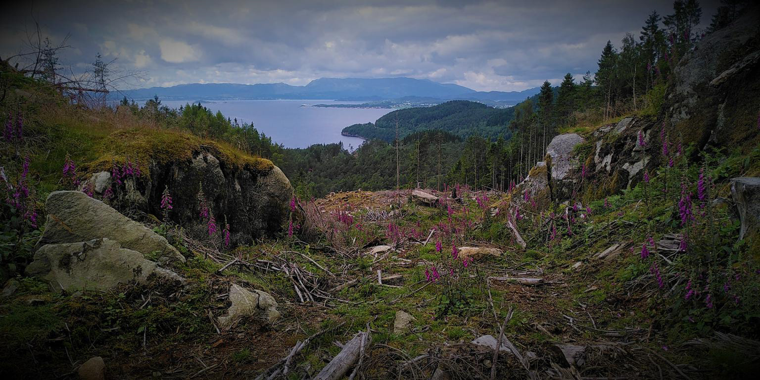 Frå skaret og mot nordvest ser du revebjøller, skog, Ådnaviksneset, Utøyo, Huglo og Stord.