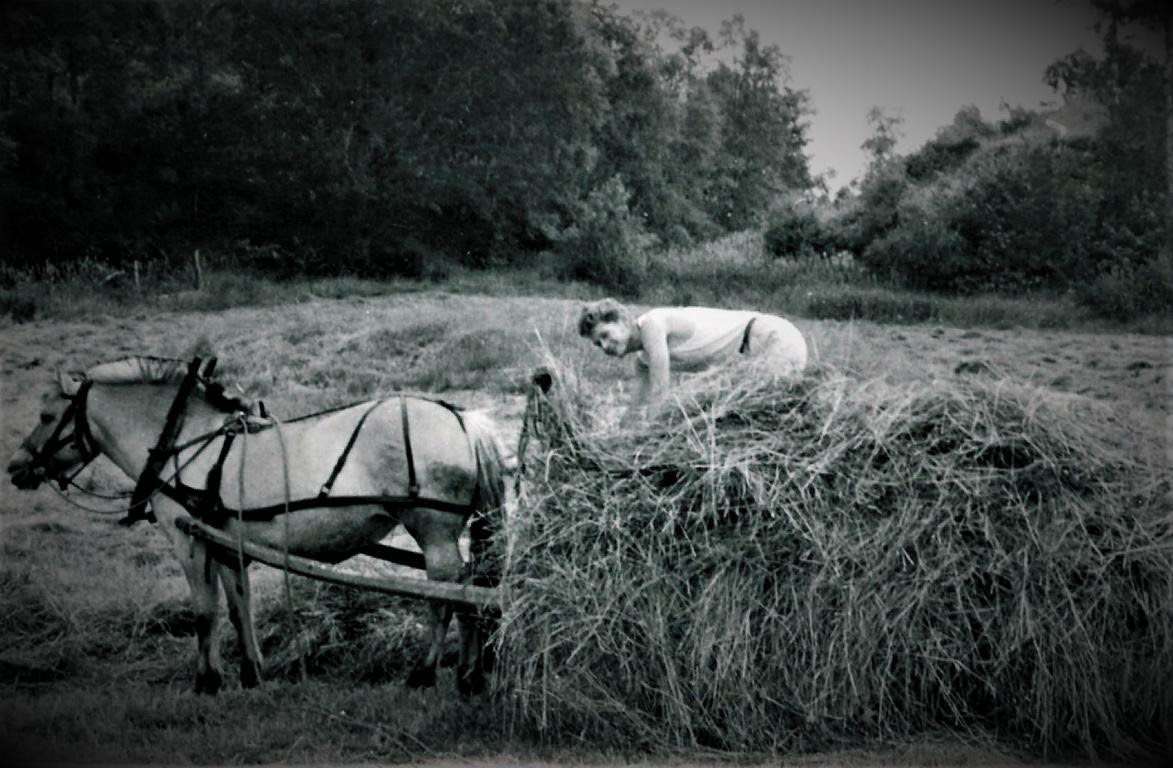 Broder Torvald trakkar lasset på 1960-talet. Arne køyrer og fotograferer.