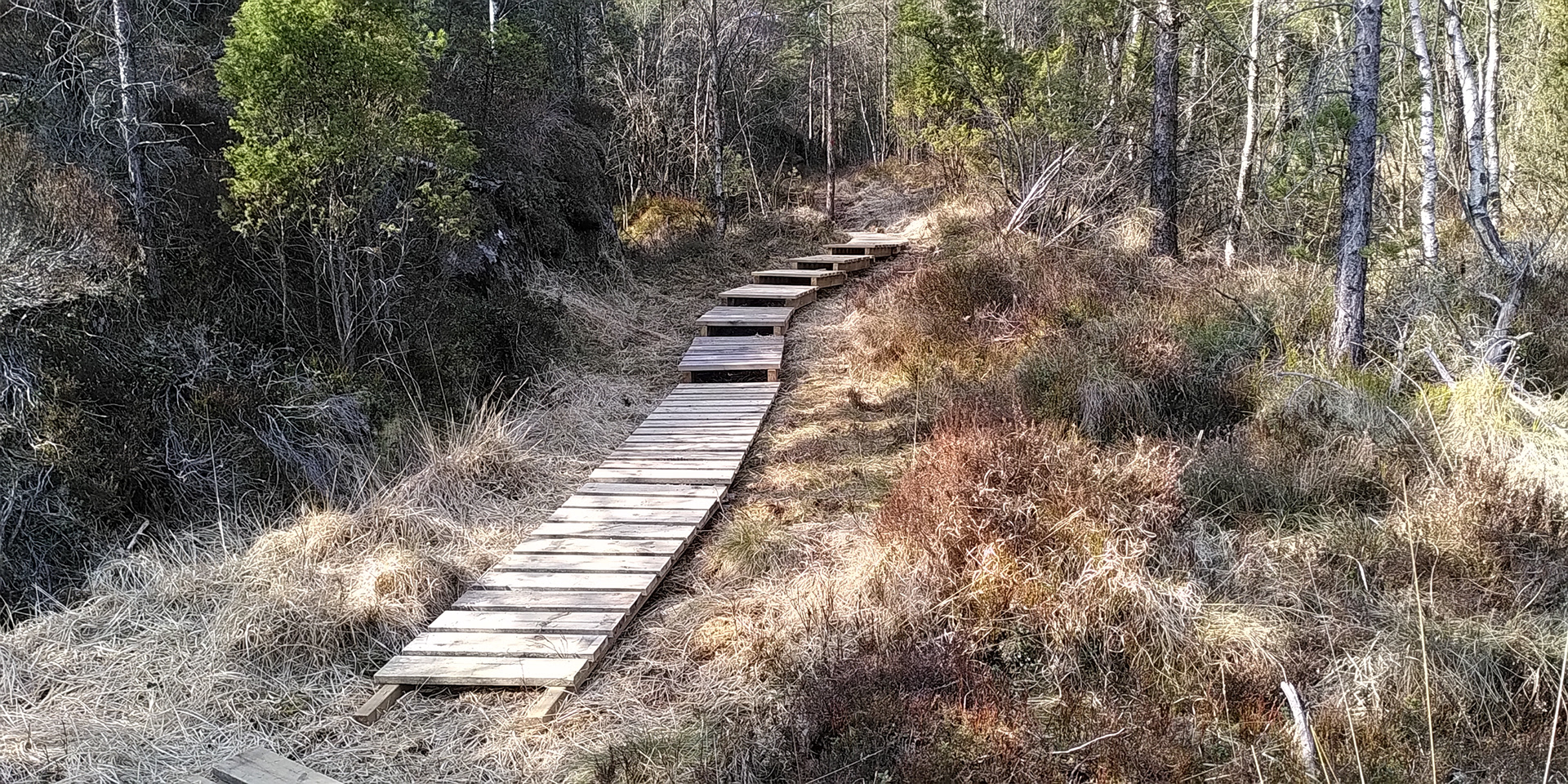 Flotte lange klopper har Kjell Rune laga til på fuktige plassar.