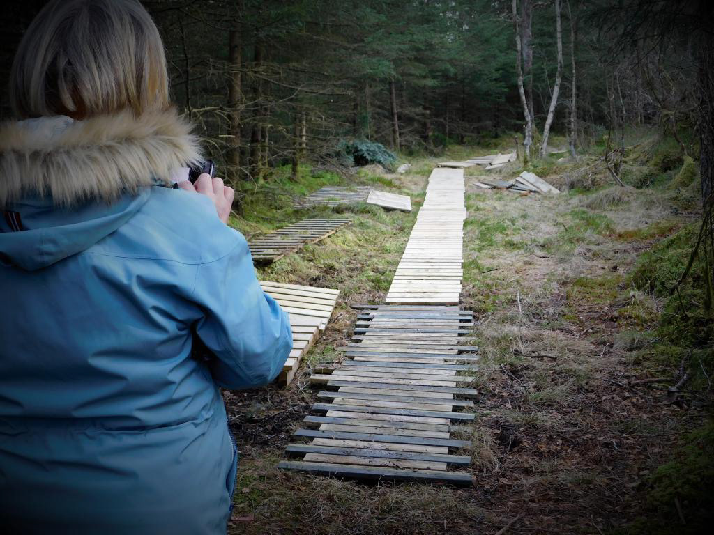 Frå Skaret og sørover er Kjell Rune i ferd med å leggja ut hundrevis av meter med klopper. Anna beundrar verket hans.