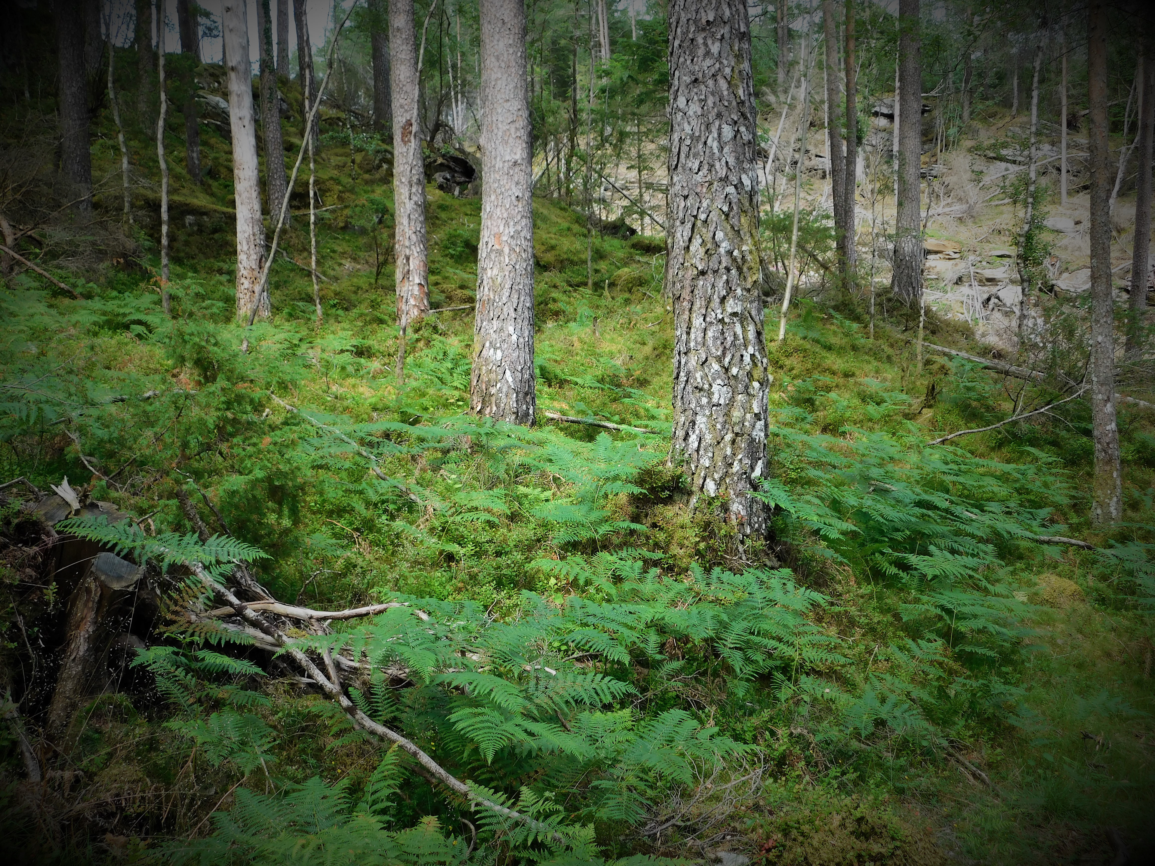 Går du gjennom skaret og ned på sørsida av åsen, går du gjennom denne fantastisk flotte naturlege blåbærfuruskogen. Denne typen naturskog er verneverdig.