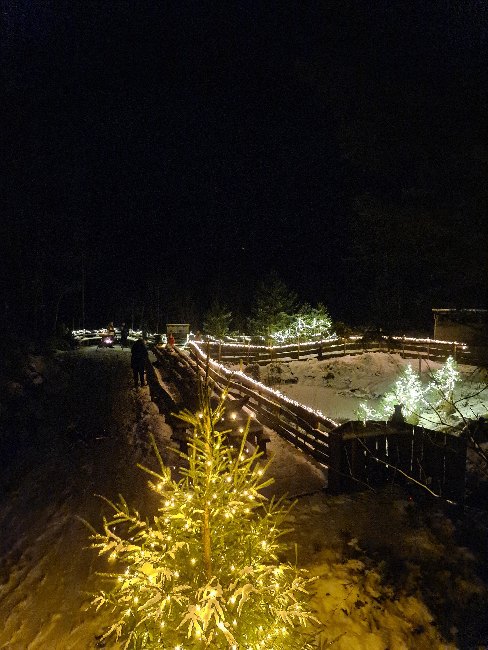 Juletreet er på plass. Nissetøys blir det òg etter kvart, men ikkje før det nærmar seg jul. Foto: Vibeke Teigen.