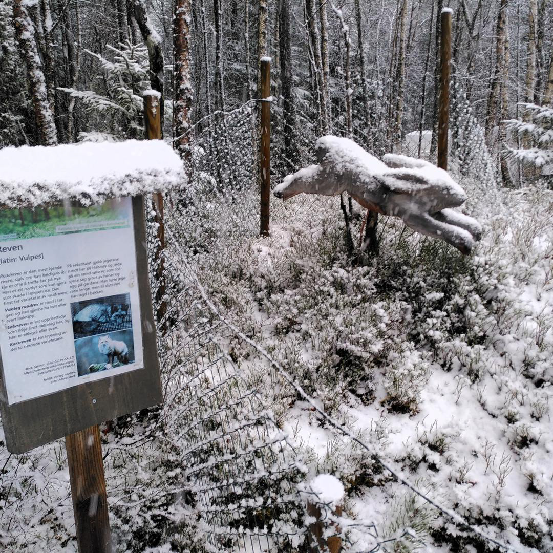 Haren i snøen