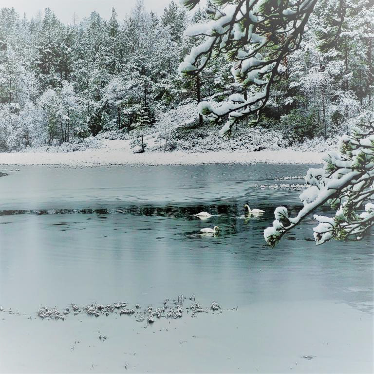Svanene liker seg i isråka på vatnet. Utsikt frå gapahuken. Januar 2023. Foto Hildegunn Ruud.