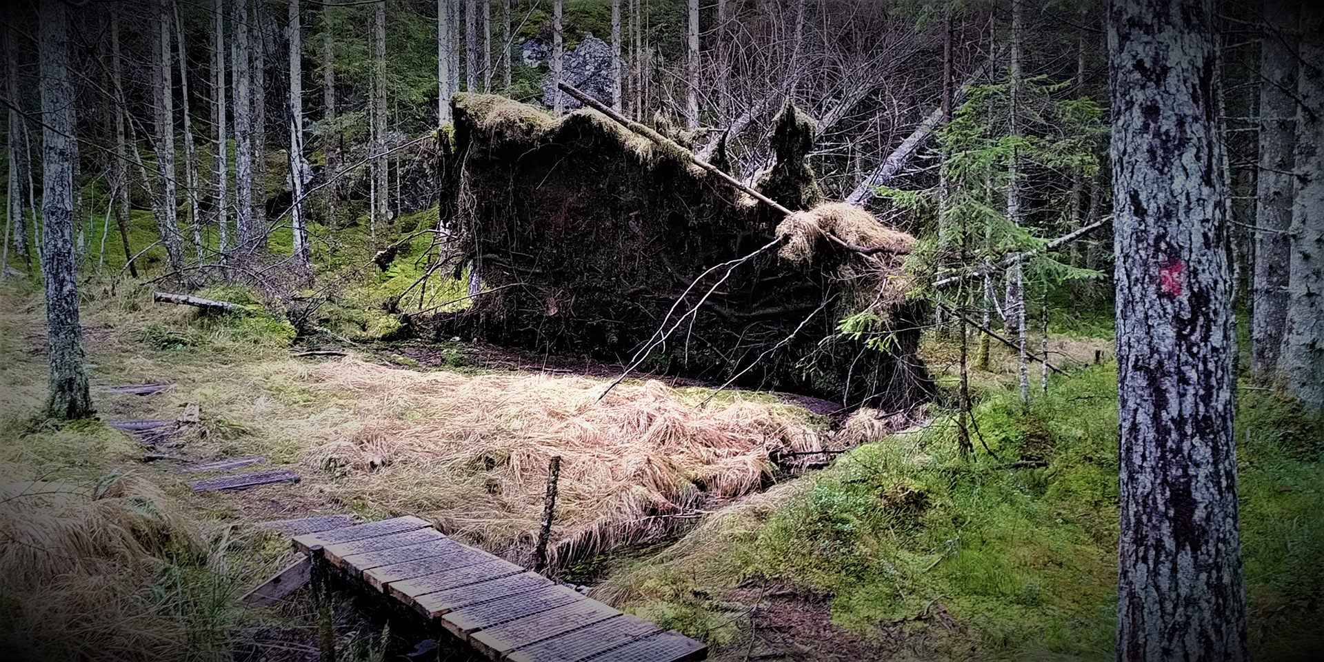 Rett ovanfor SINSENKRYSSET ligg denne svære rotvelta. Slik ho ligg no er ho ikkje til fåre for nokon.