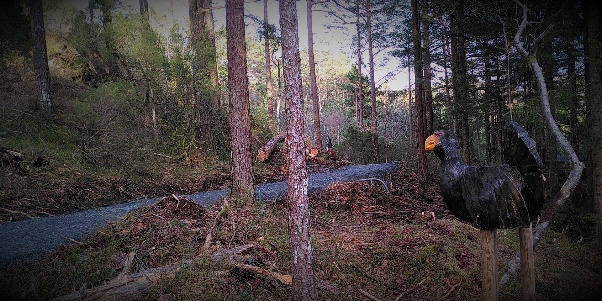 Tiuren i sitt rette element.