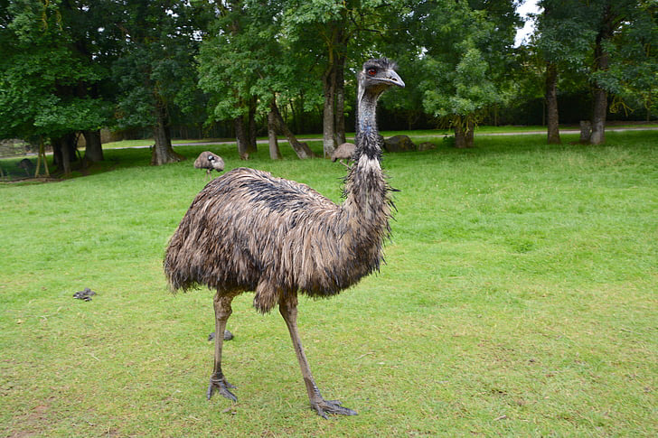 Emu.