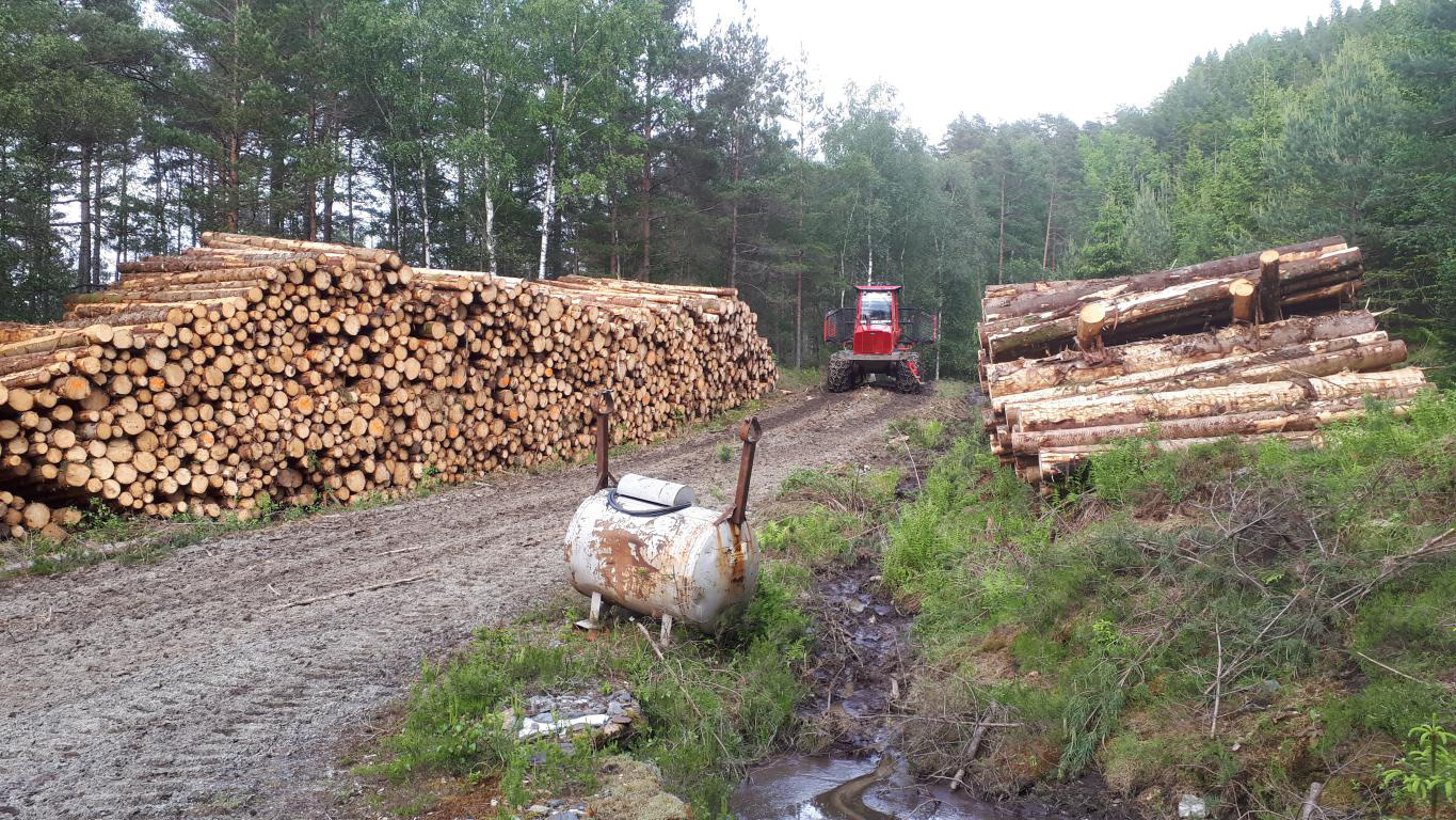 Lassberaren køyrer tømmeret ut av skogen og ned til skogsbilvegen.