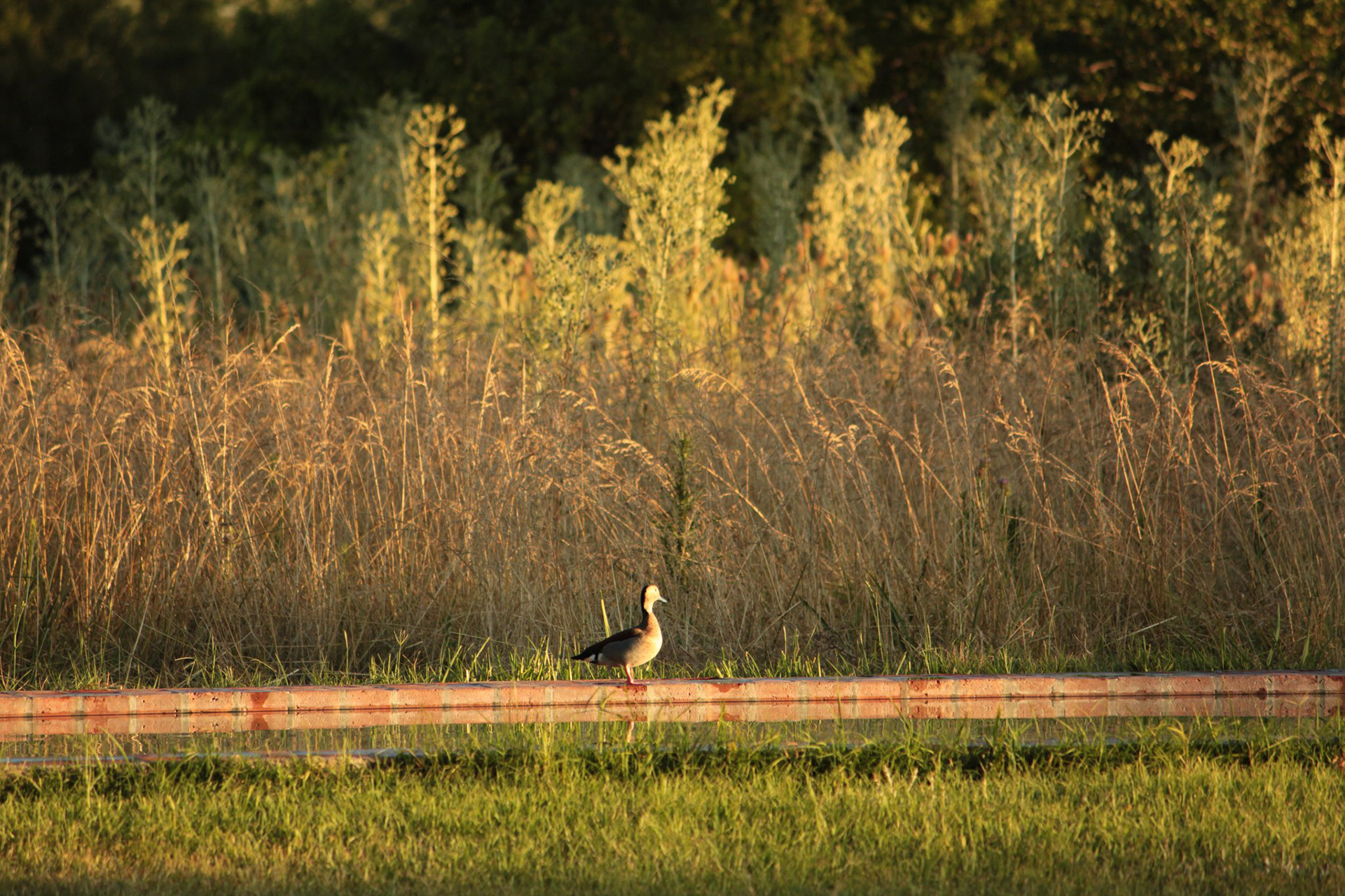 Golden Hour1