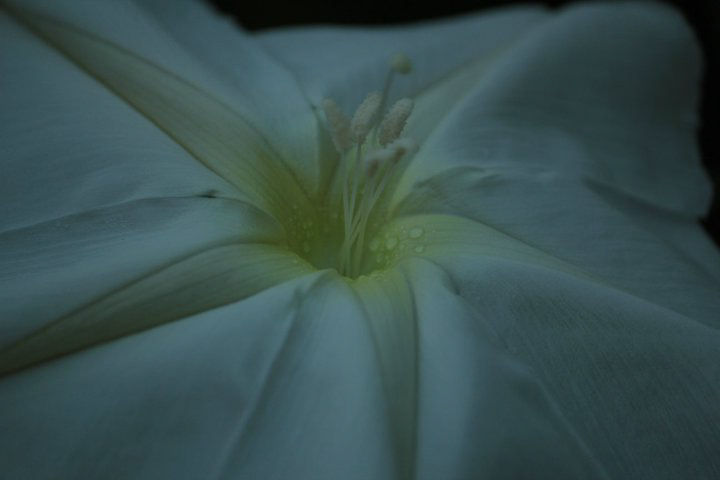 Macro