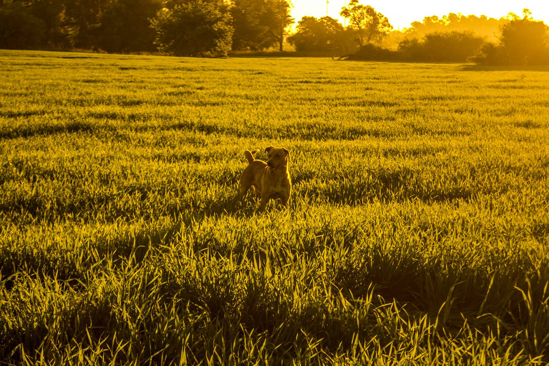 Golden Hour 2