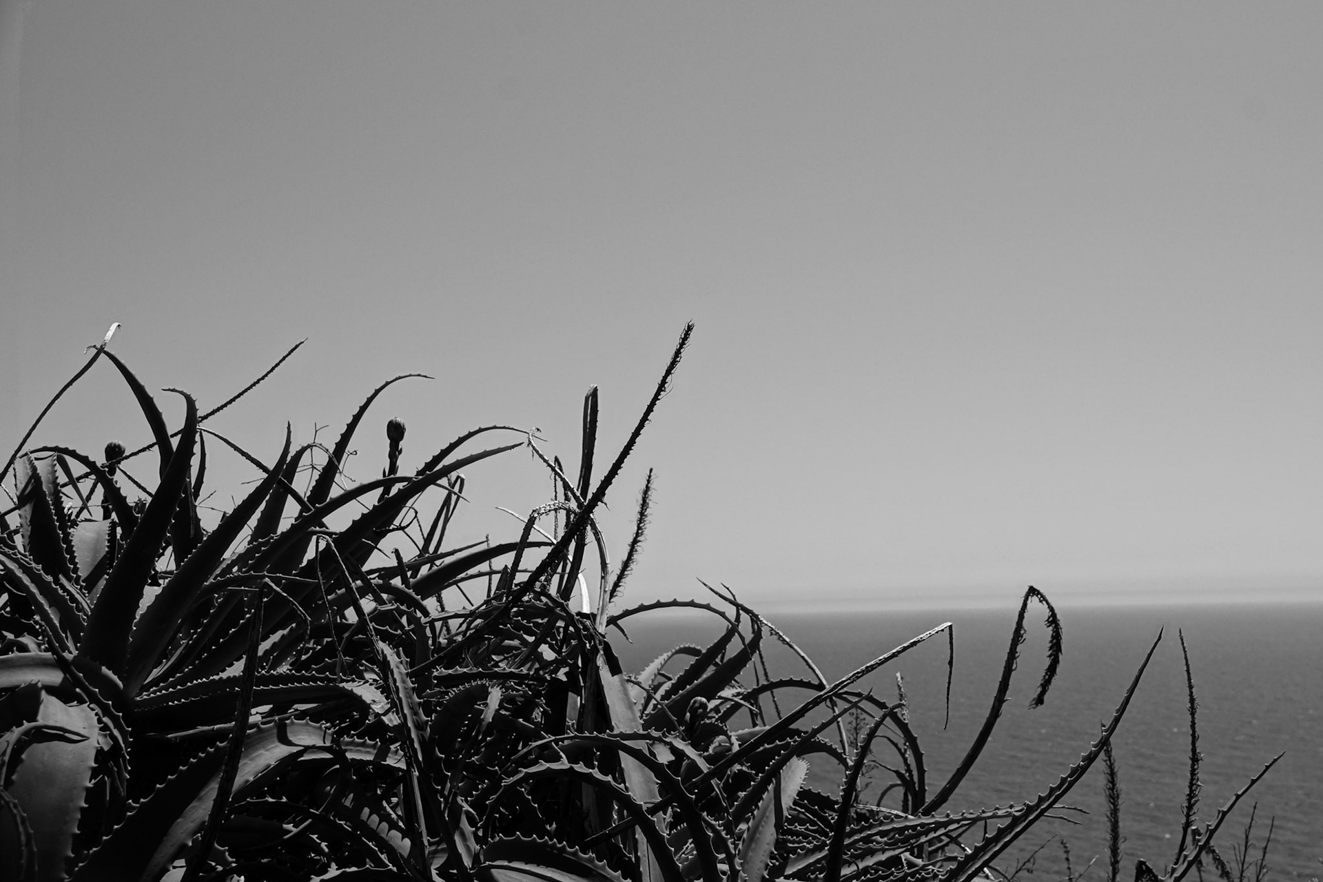 Sony α700