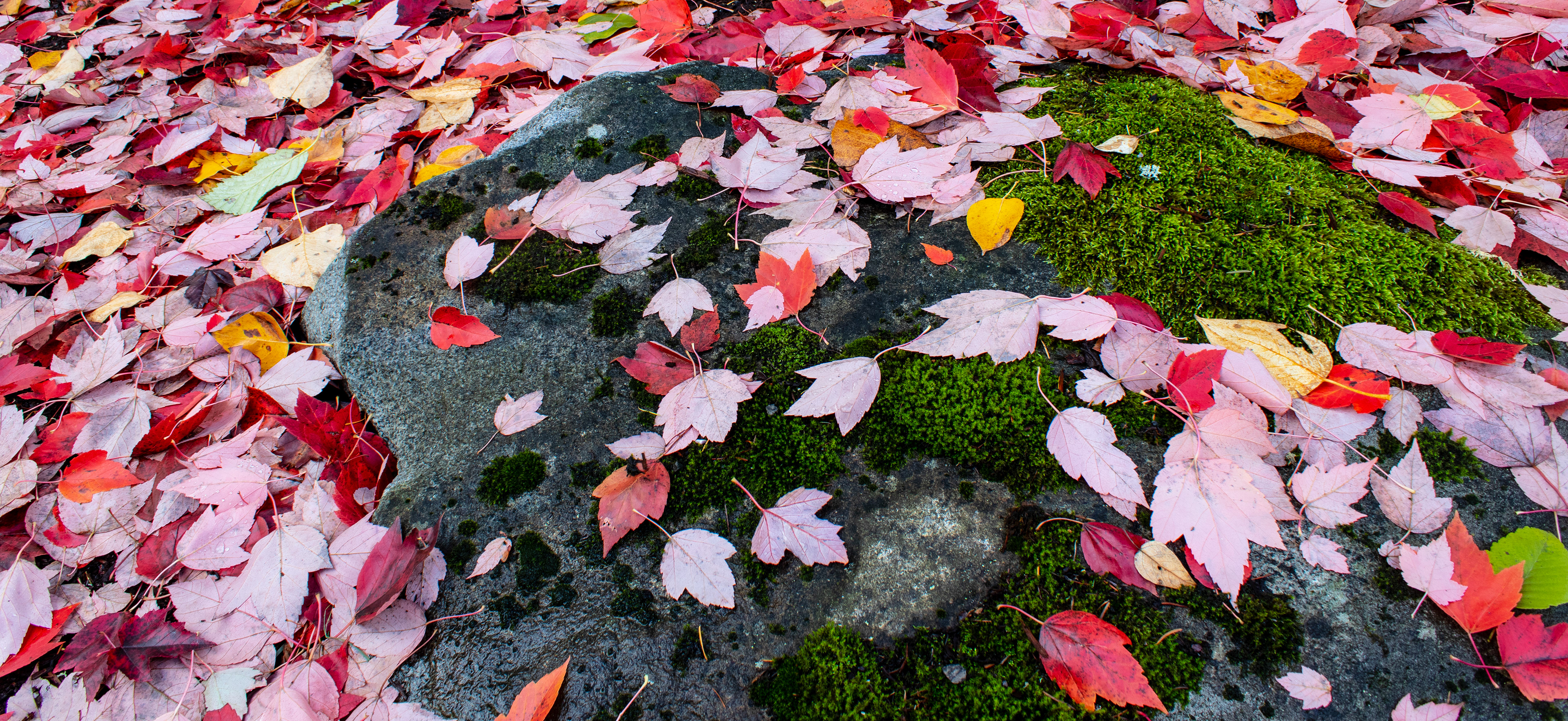 FALL LEAVES ON BAINBRIDGE ISLAND