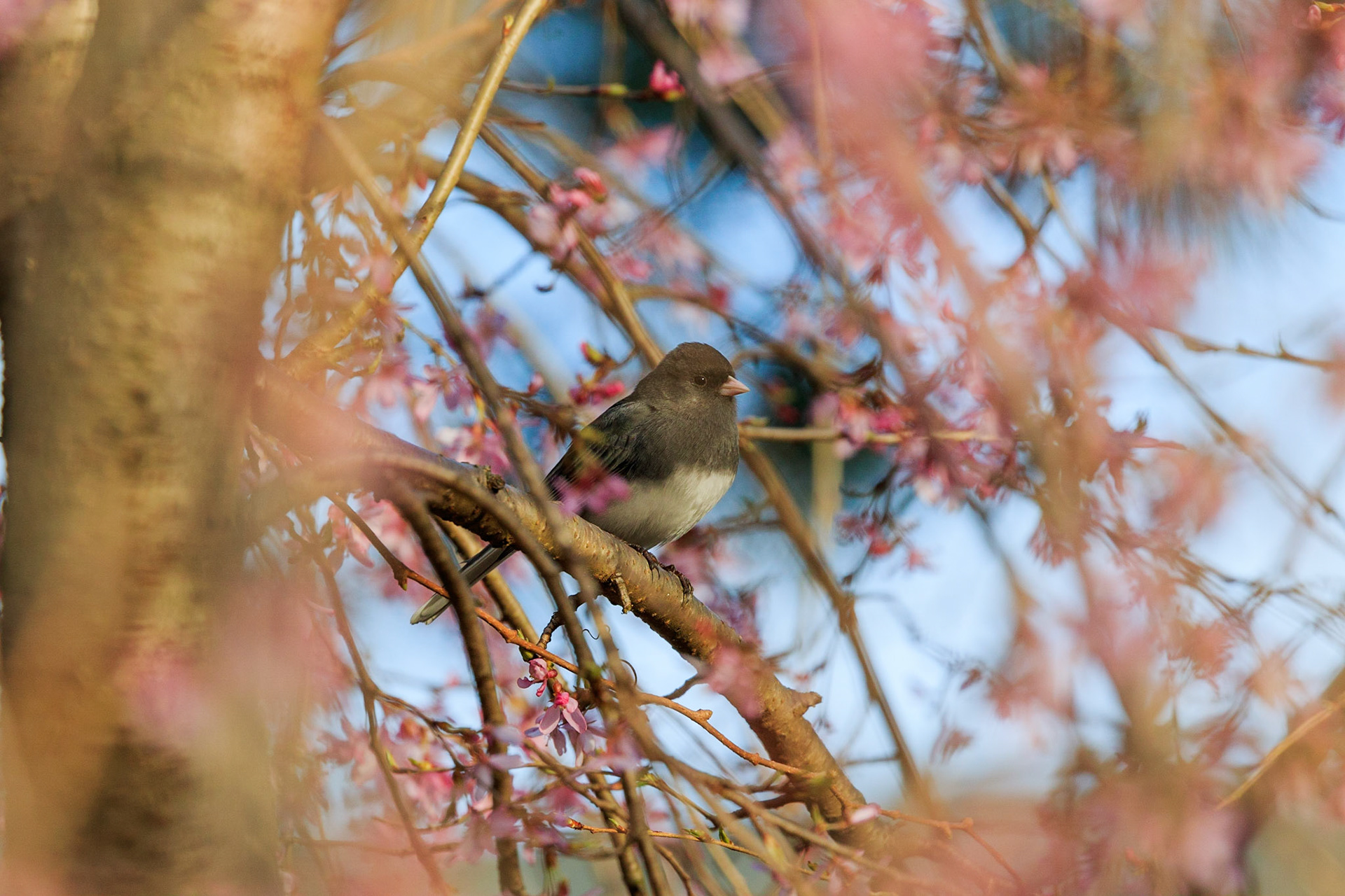 Dark-eyed junco