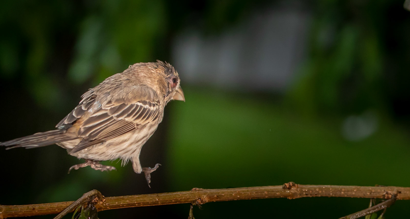 Chirping Russian song