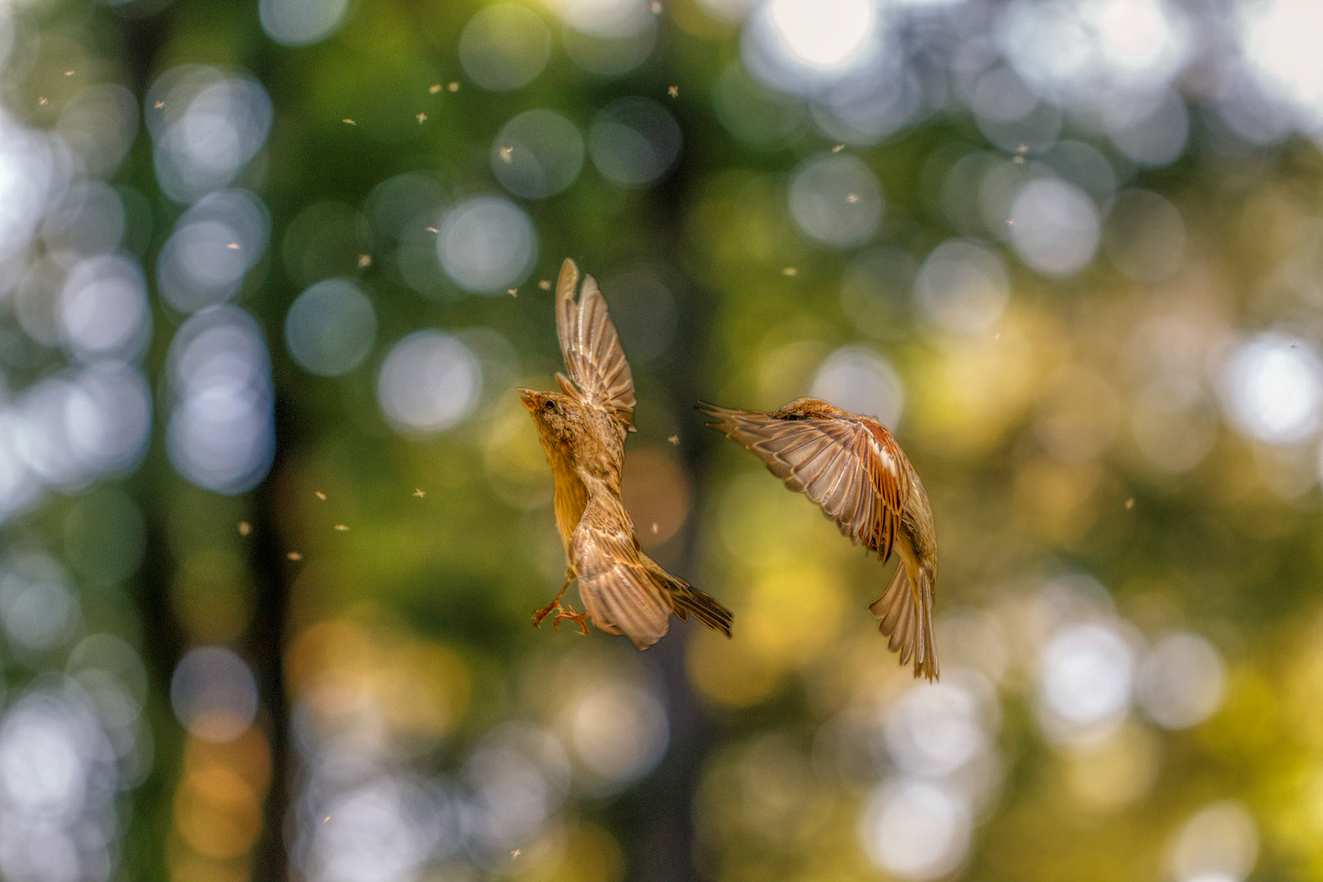 Pas de Deux. Sparrow Lake. Corps de ballet - Gnats of Dunkerhook.