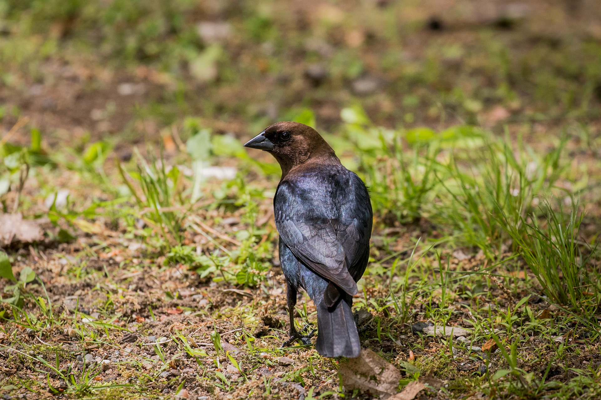 Brown-headed cowbird