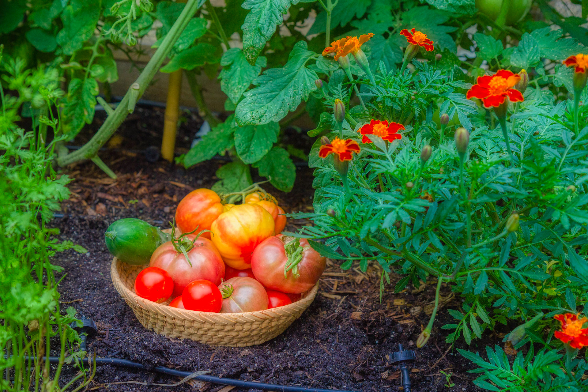 Fair Lawn goes organic.