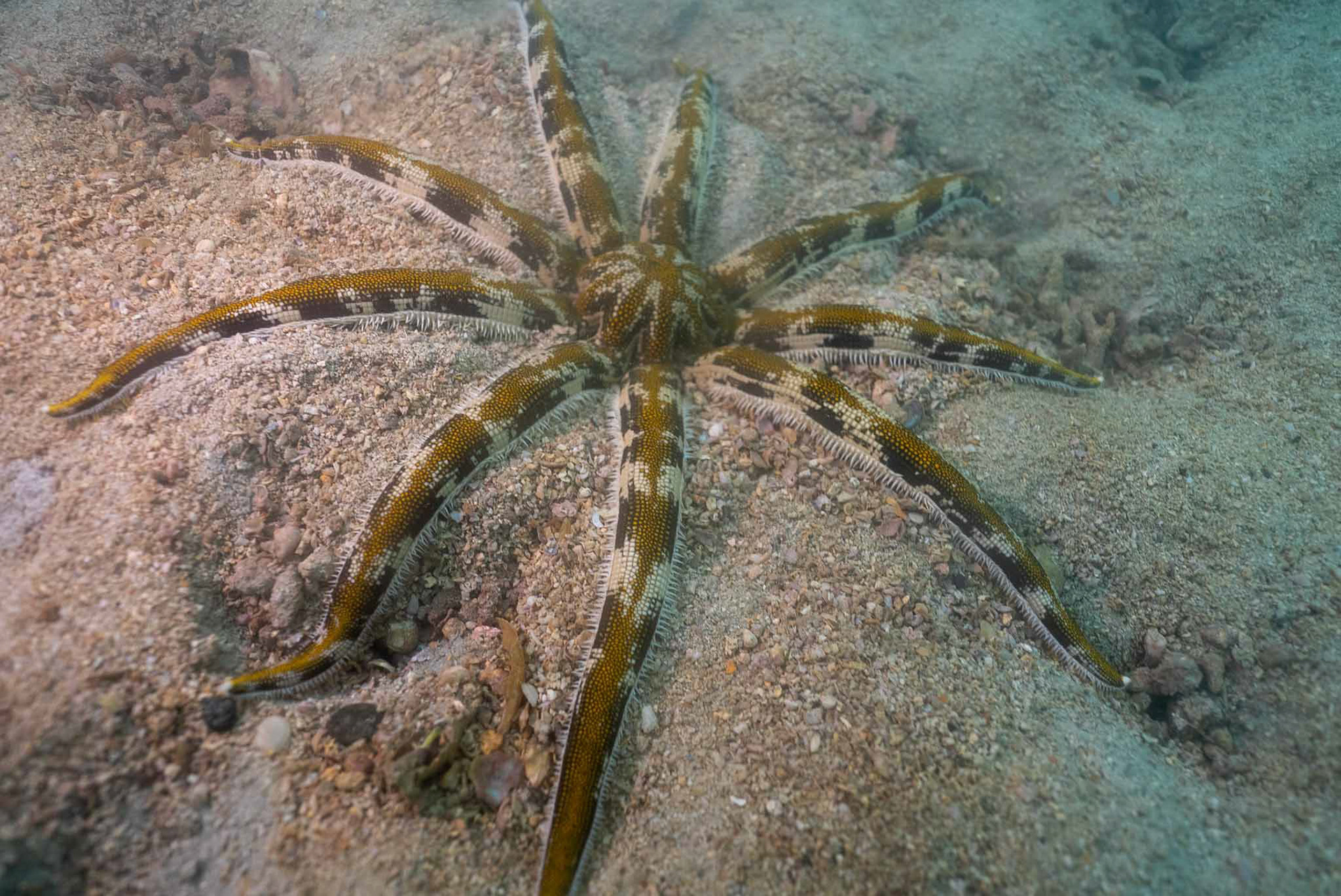 eight-armed starfish