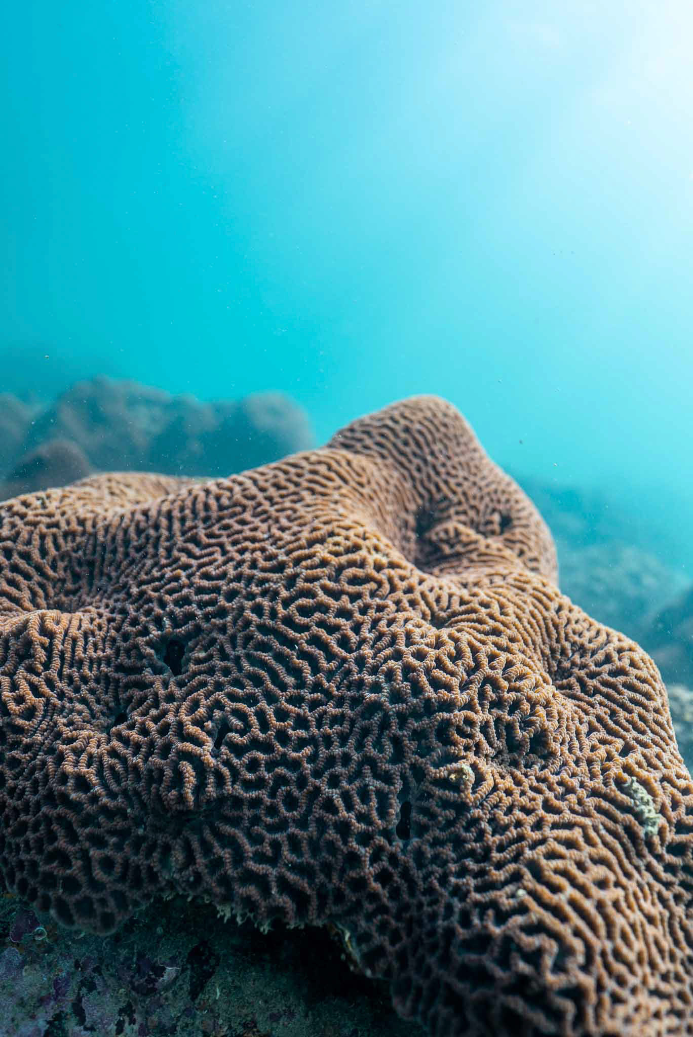 honeycomb coral