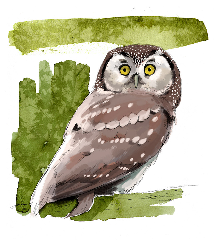 Chouette de Tengmalm