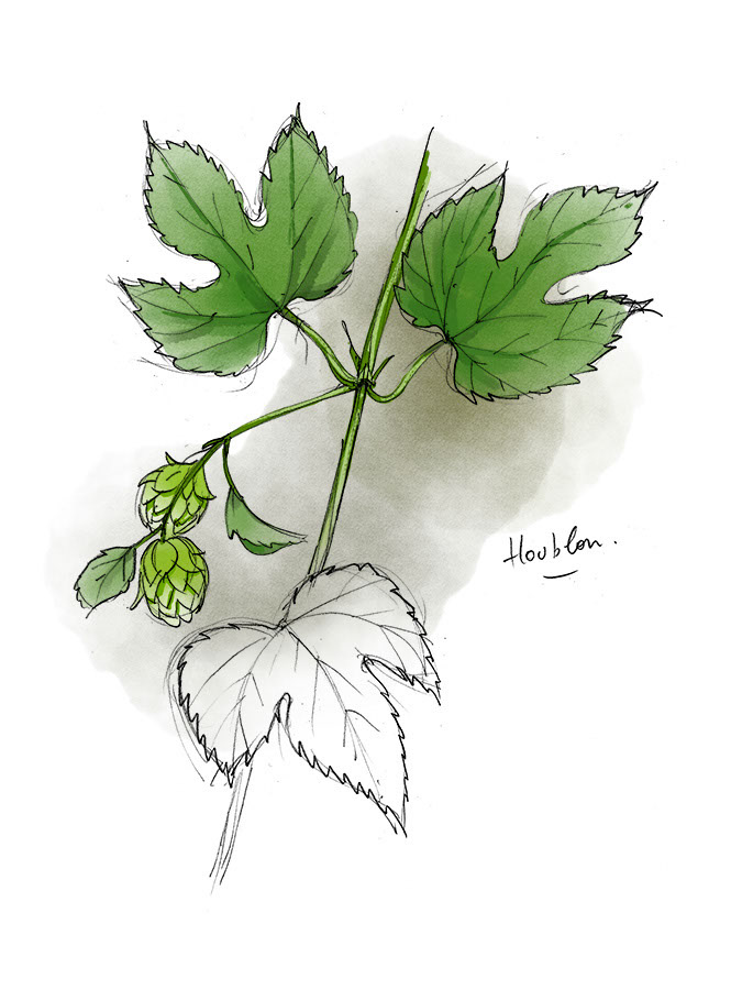 Houblon
