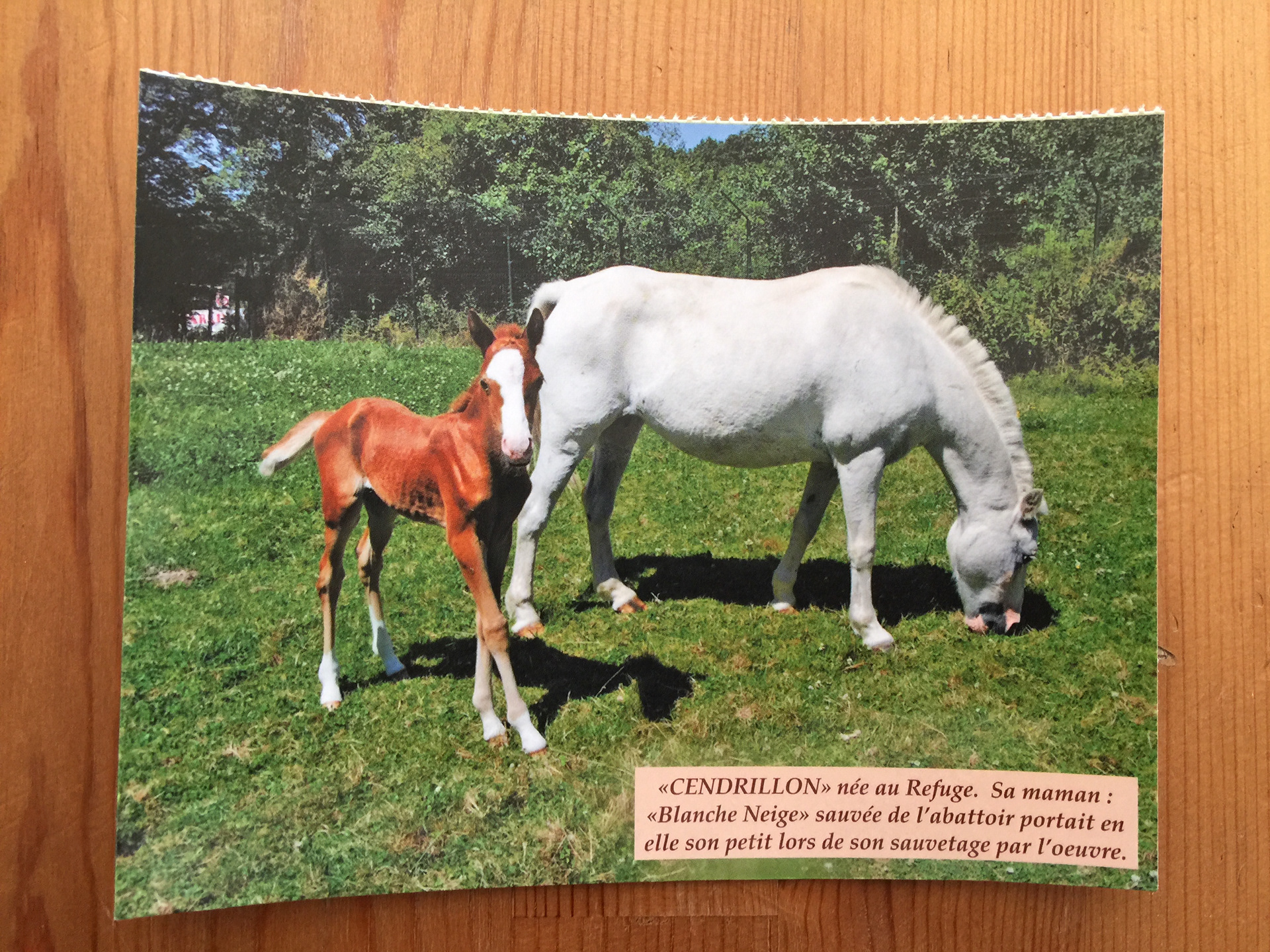 CARTE POSTALE 100 CHEVAUX 58 - Prix 0,50 €