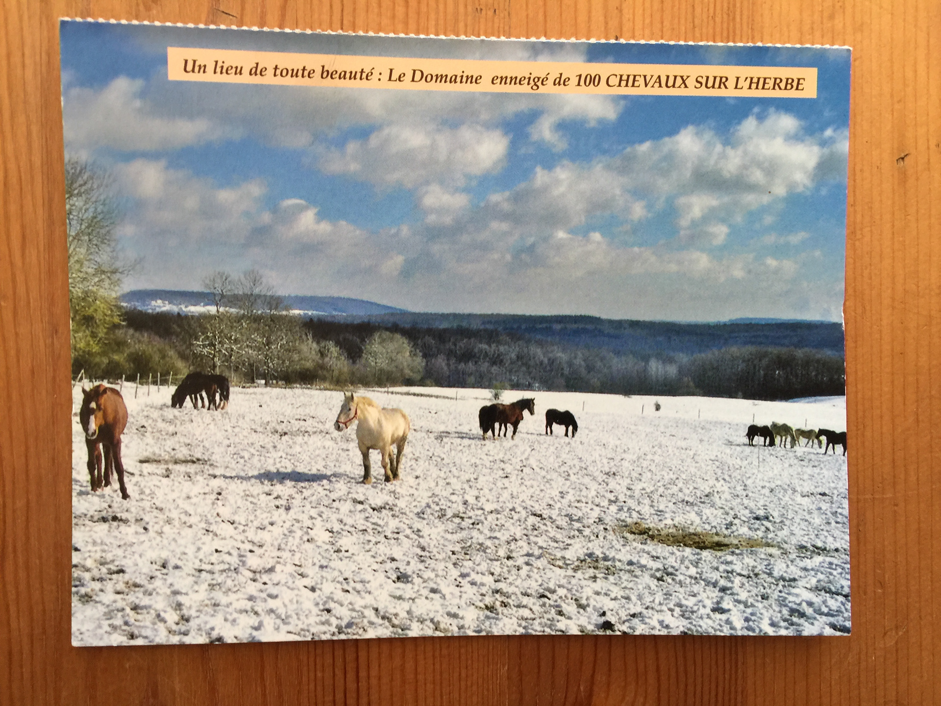 CARTE POSTALE 100 CHEVAUX 54 - Prix 0,50 €